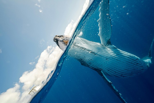Undécima versión del concurso “Ojo de pez” invita a fotografiar el mundo acuático