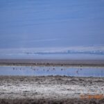 Laguna Puilar es parte del sistema hidrológico de Soncor. Este último es sitio Ramsar y además, forma parte de la Reserva Nacional Los Flamencos. Autor UMA-CPA