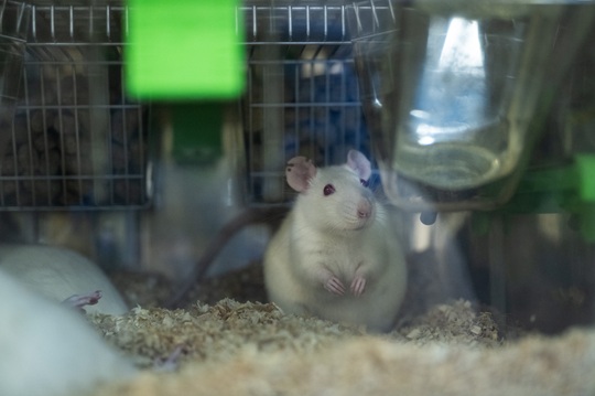 Día Mundial del Animal de Laboratorio: 90% de los medicamentos experimentados en animales fracasan en los ensayos en humanos