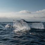 Ballena Azul Chile © Cristina Harboe Greenpeace