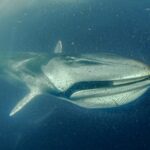 Ballena Fin Archipiélago Humboldt © César Villarroel Greenpeace