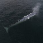 Ballena Sei Archipiélago Humboldt © César Villarroel Greenpeace