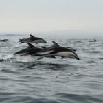 Delfín Austral ©  Jonathan González Greenpeace (1)