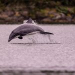 Delfín Chileno © Vladimir Cerda Greenpeace (1) (1)