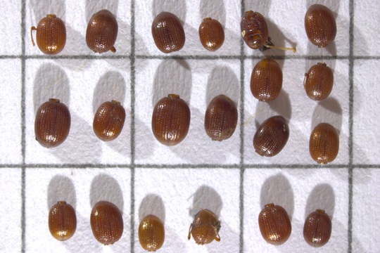 Estudian madrigueras de roedores de hasta 40 mil años para entender el pasado de los artrópodos