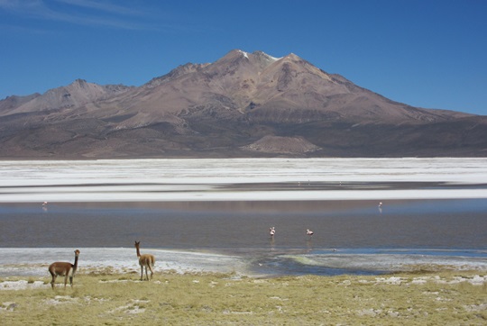Salar de Surire: el tesoro del altiplano que clama por su protección
