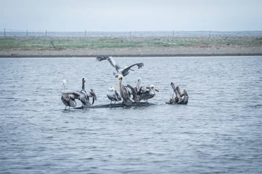 Lanzan plan para proteger las aves marinas: erradicar especies invasoras y fortalecer prohibición de ingreso de vehículos a playas