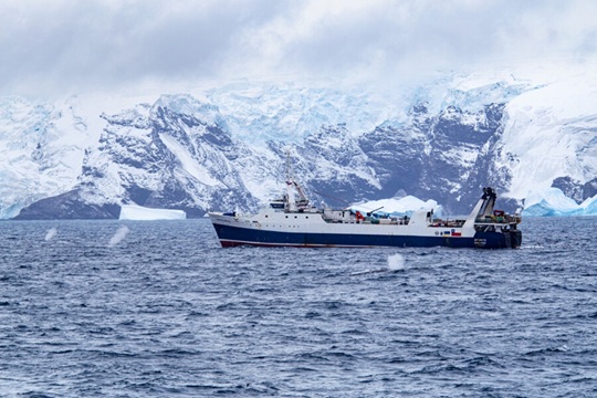 Whales feed near a krill fishing vessel © Bob Brown Foundation (1)