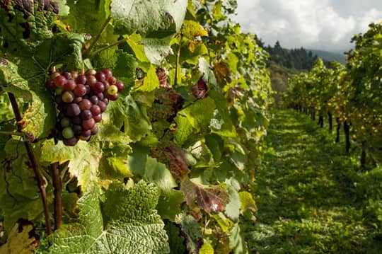 El futuro del vino está en la tierra: la agricultura orgánica es una inversión y no un eslogan