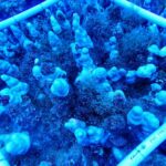 Transectos para medir la biomasa del arrecife de coral en Anakena. Autor ESMOI