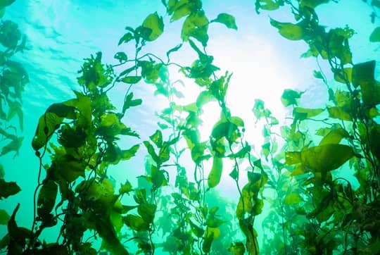 Investigación chilena revela sorprendentes adaptaciones locales del kelp gigante del Fiordo Comau