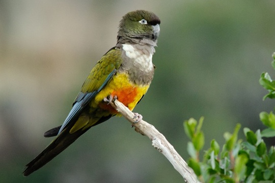 Loro Tricahue vuelve a nidificar en Parque Nacional Río Clarillo tras más de 15 años