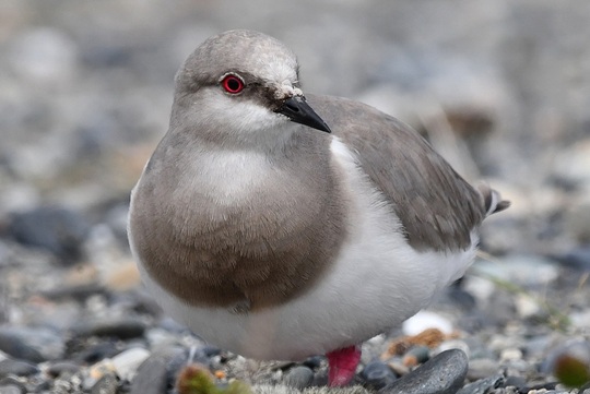 Chorlo Mag_Ricardo Matus_