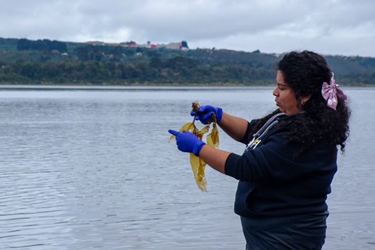 Encuentro internacional reunirá a investigadores para mapear bosques de macroalgas en Latinoamérica