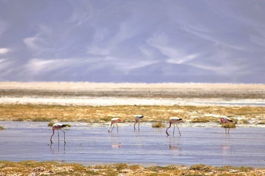 Chile destina 33 veces más recursos al desarrollo del litio que a estudiar y proteger los salares