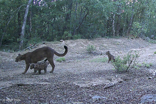 Pumas (c) WWF Chile (4)