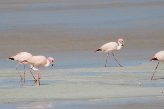 Salares en riesgo: decisiones del nuevo gobierno frenan avances en conservación