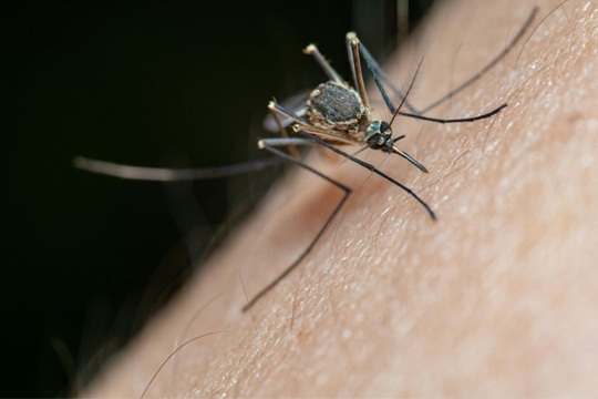 Masiva presencia de zancudos en el Biobío: ¿plaga o desequilibrio ambiental?