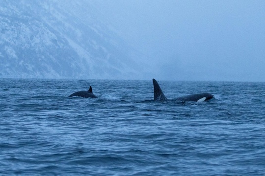 orca referencial