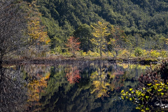 Ciencia para la conservación: monitoreo busca evaluar la salud de los bosques subantárticos de Karukinka