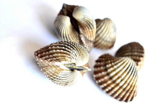 , shell