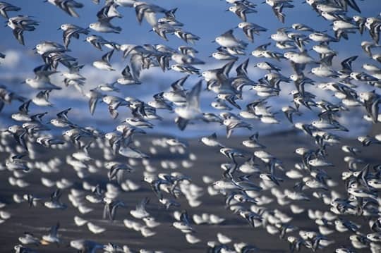 Las aves migratorias nos están enviando una señal de alarma