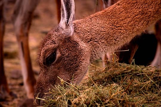 guanaco